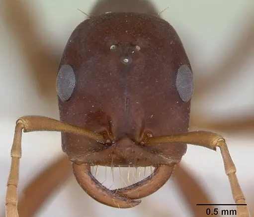 Polyergus samurai specimen