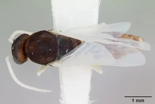 Polyergus samurai - CASENT0173325