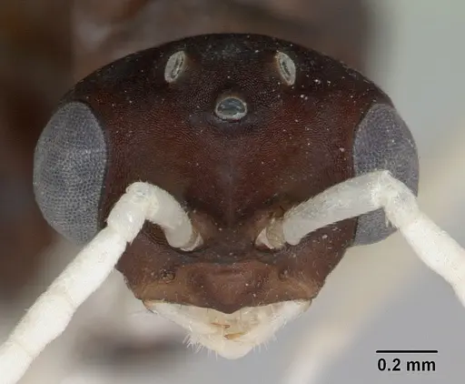 Polyergus samurai - CASENT0173325