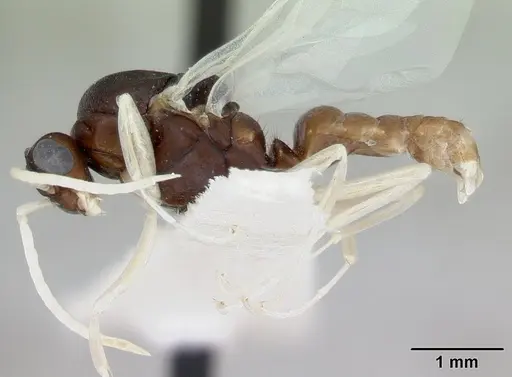 Polyergus samurai - CASENT0173325