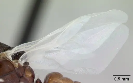 Polyergus samurai - CASENT0173325