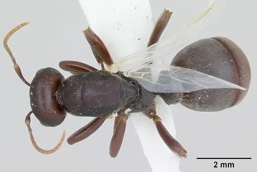 Polyergus samurai - CASENT0173326