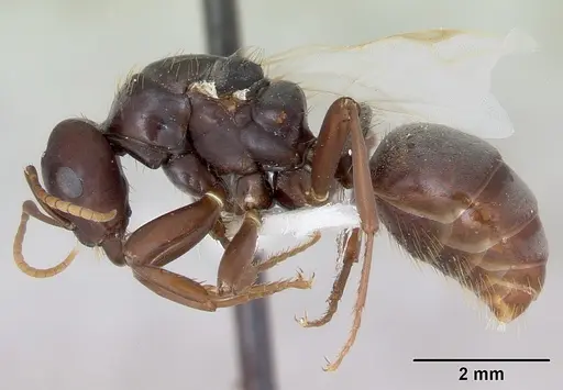 Polyergus samurai - CASENT0173326