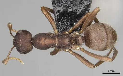 Polyergus samurai - CASENT0281083