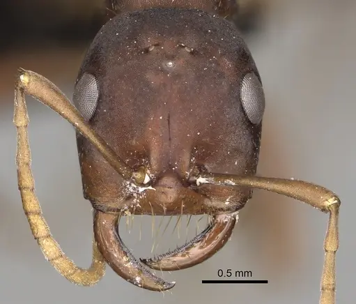 Polyergus samurai - CASENT0281083