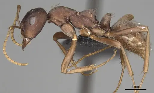 Polyergus samurai - CASENT0281083