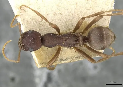 Polyergus samurai - CASENT0911122