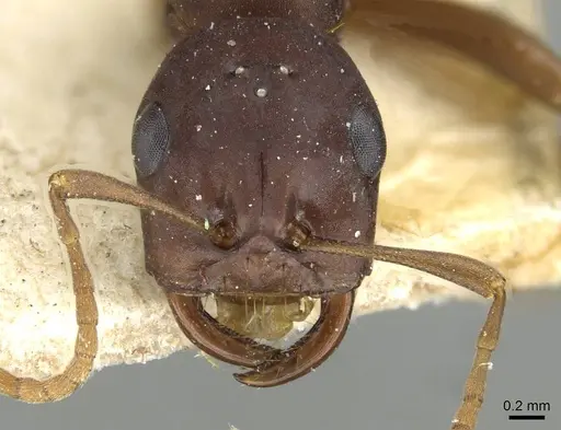 Polyergus samurai - CASENT0911122