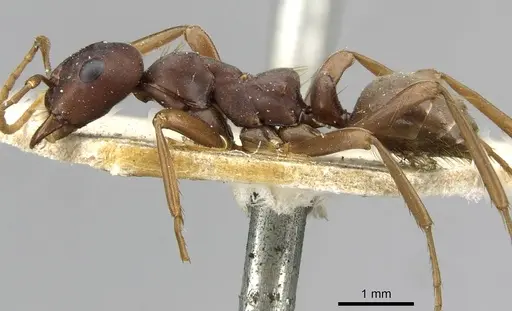 Polyergus samurai - CASENT0911122