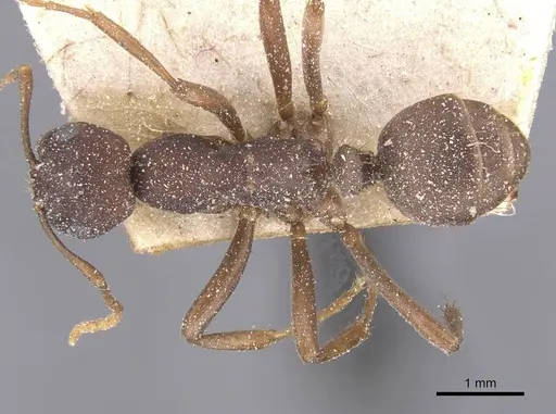 Polyergus samurai - CASENT0912268