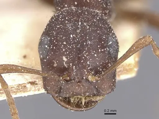 Polyergus samurai - CASENT0912268