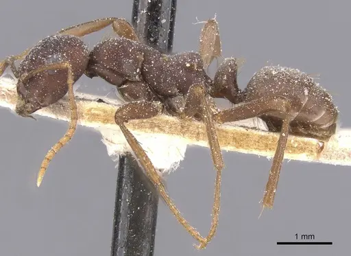 Polyergus samurai - CASENT0912268