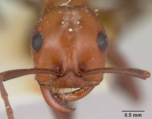 Polyergus sanwaldi specimen
