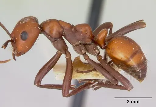 Polyergus sanwaldi specimen