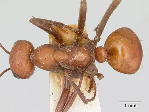 Polyergus sanwaldi - CASENT0172896