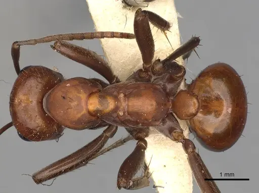 Polyergus sanwaldi - CASENT0281058