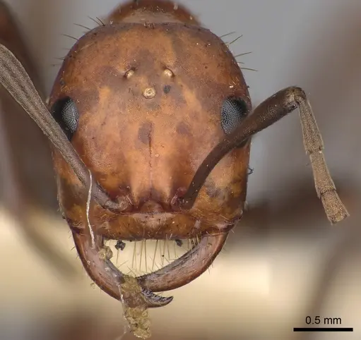 Polyergus sanwaldi - CASENT0281058