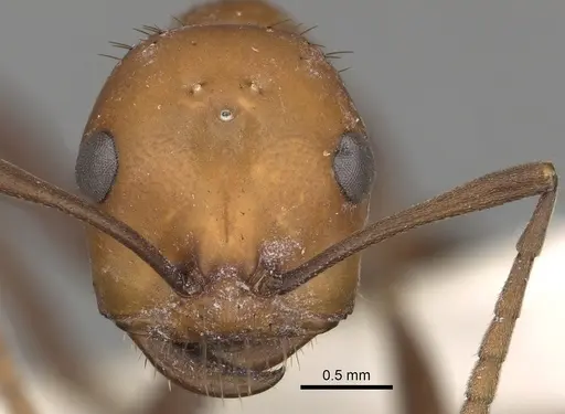 Polyergus sanwaldi - CASENT0281059