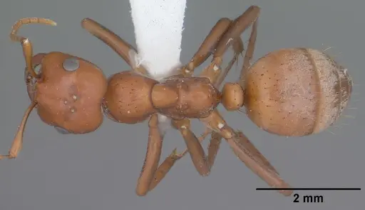 Polyergus topoffi specimen