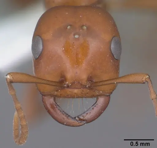 Polyergus topoffi specimen