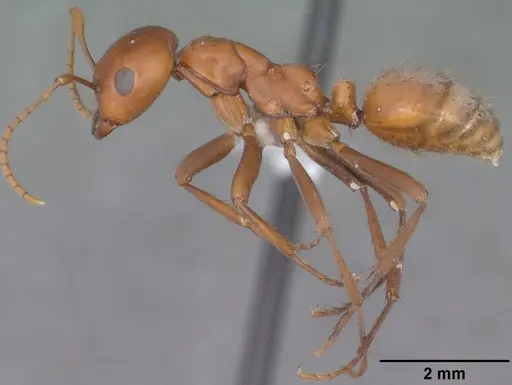 Polyergus topoffi specimen