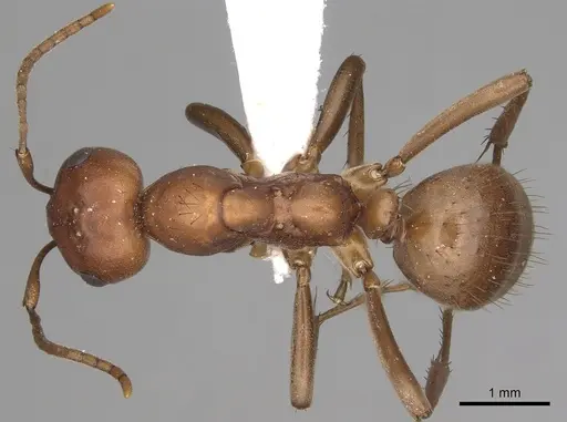 Polyergus topoffi - CASENT0281075