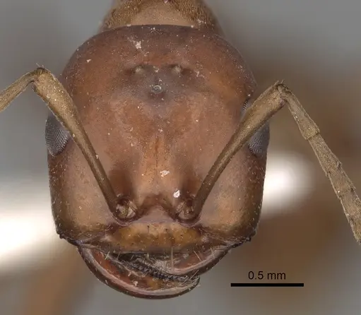 Polyergus topoffi - CASENT0281075