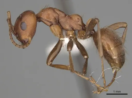 Polyergus topoffi - CASENT0281075