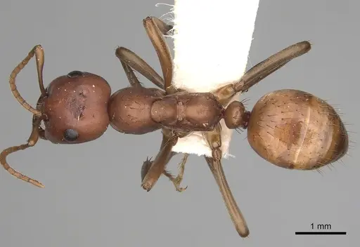 Polyergus topoffi - CASENT0281076