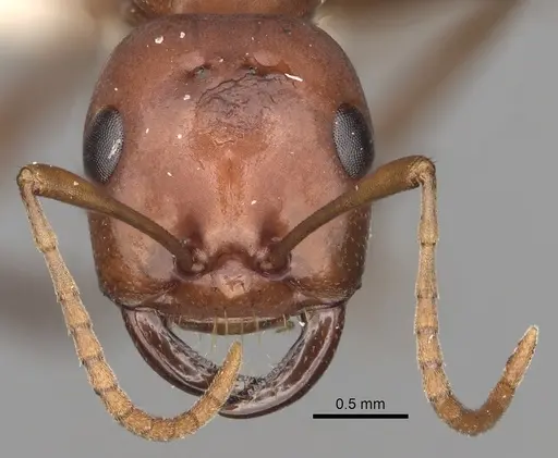 Polyergus topoffi - CASENT0281076