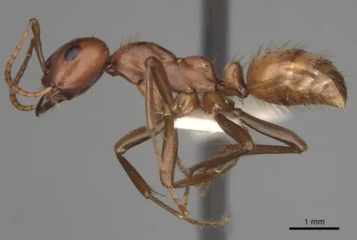 Polyergus topoffi - CASENT0281076