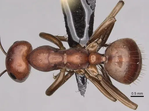 Polyergus topoffi - CASENT0281077