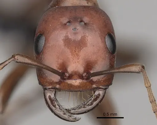 Polyergus topoffi - CASENT0281077