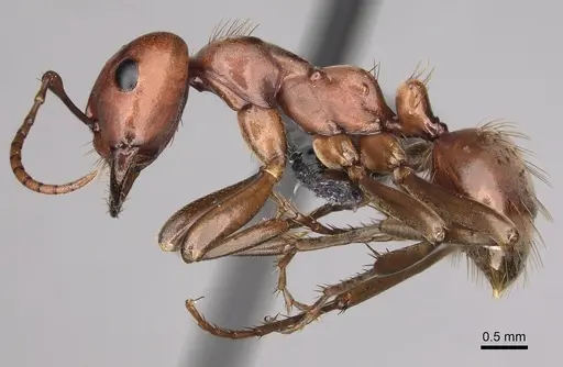 Polyergus topoffi - CASENT0281077