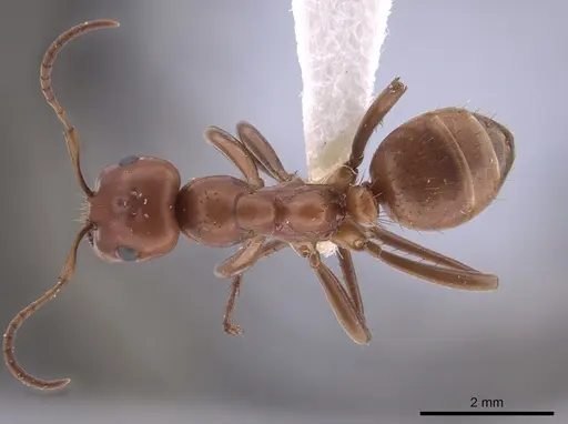 Polyergus topoffi - JTLC000007833