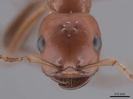 Polyergus topoffi - JTLC000007833