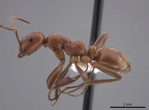 Polyergus topoffi - JTLC000007833