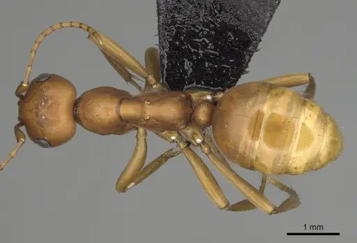 Polyergus vinosus specimen