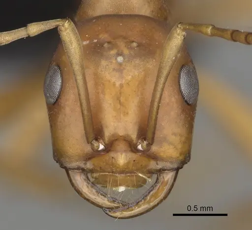 Polyergus vinosus specimen