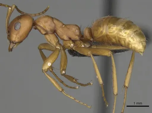 Polyergus vinosus specimen