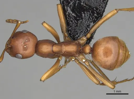 Polyergus vinosus - CASENT0281079