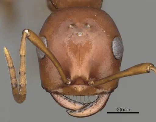 Polyergus vinosus - CASENT0281079