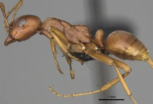 Polyergus vinosus - CASENT0281079