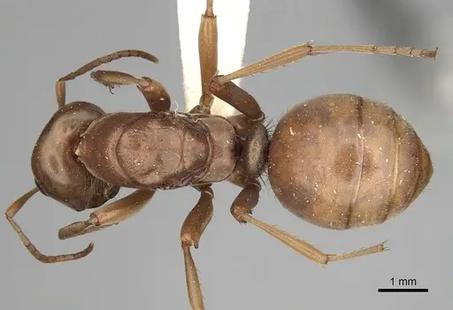 Polyergus vinosus - CASENT0281080