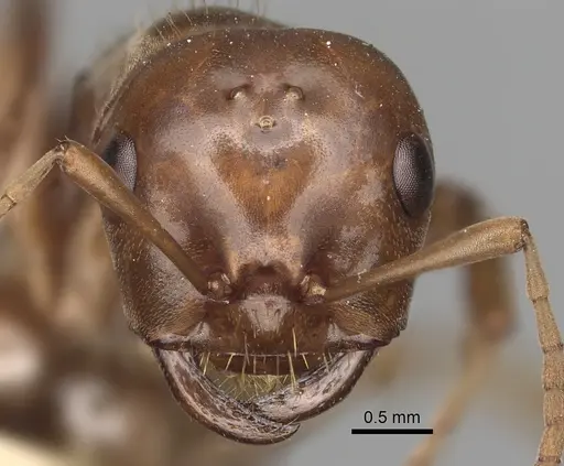 Polyergus vinosus - CASENT0281080