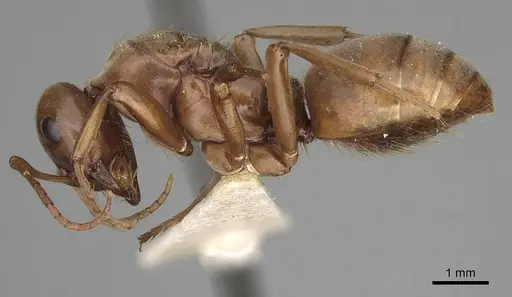 Polyergus vinosus - CASENT0281080