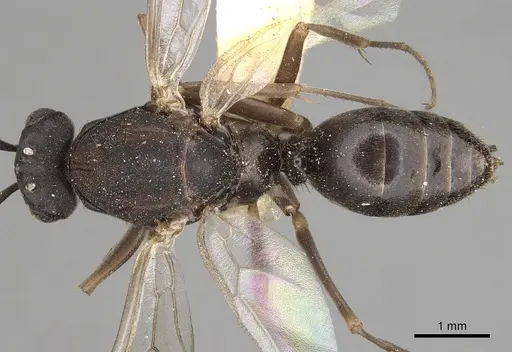 Polyergus vinosus - CASENT0281081
