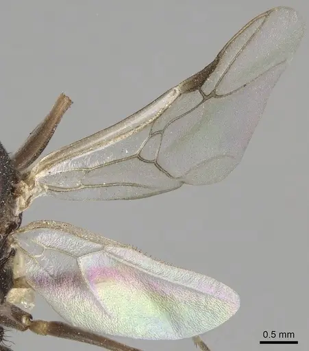 Polyergus vinosus - CASENT0281081