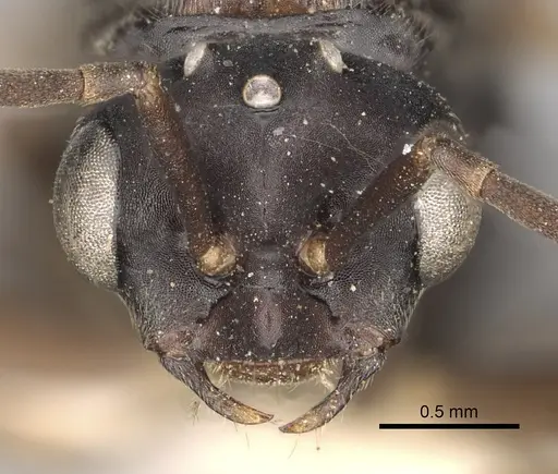 Polyergus vinosus - CASENT0281081