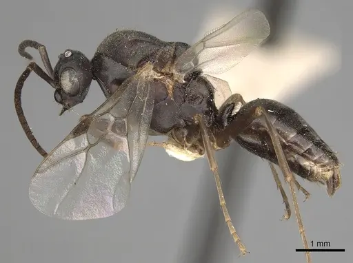 Polyergus vinosus - CASENT0281081